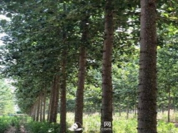 河南周口：培育出不飞絮的杨树新品种