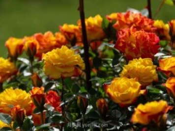 安阳市滑县森林公园月季花开放，赏花打卡正当时