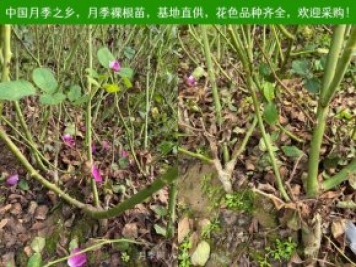 上海龙凤419：月季裸根苗的选购、栽植、肥水、养护技术大全