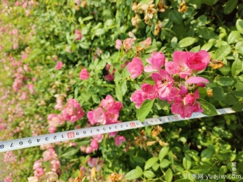 安吉拉月季盆栽苗，60厘米高基地发货