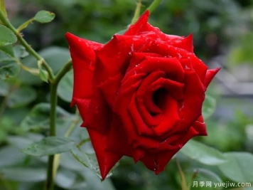 2023年情人节十大玫瑰品种销量榜，卡罗拉位居首位