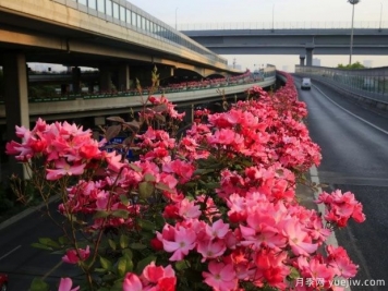 30万株新品种，杭州高架月季会带来什么样的惊喜？