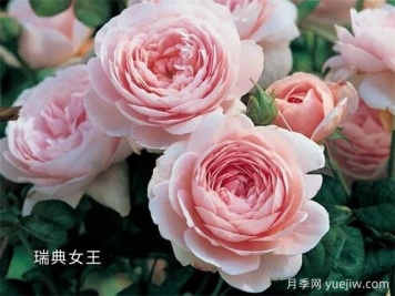 100种月季玫瑰品种图鉴大全，你认识有没有超过10个？