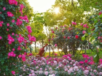 上海前滩休闲公园，月季花海盛景等你赏