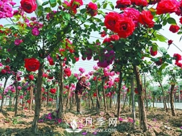 新品“月季树”为北京市花添色彩，居然引种自南阳内乡